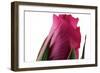 Roses-Fabio Petroni-Framed Photographic Print