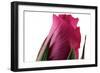 Roses-Fabio Petroni-Framed Photographic Print