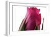 Roses-Fabio Petroni-Framed Photographic Print