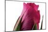 Roses-Fabio Petroni-Mounted Photographic Print