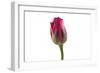 Roses-Fabio Petroni-Framed Photographic Print