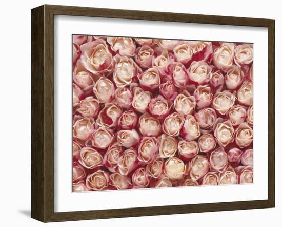 Roses-Brigitte Wegner-Framed Photographic Print