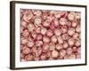 Roses-Brigitte Wegner-Framed Photographic Print