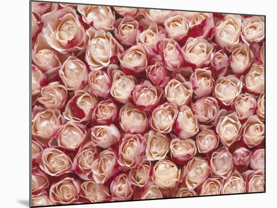 Roses-Brigitte Wegner-Mounted Photographic Print