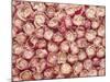 Roses-Brigitte Wegner-Mounted Photographic Print