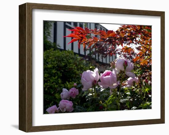 Roses-Charles Bowman-Framed Photographic Print