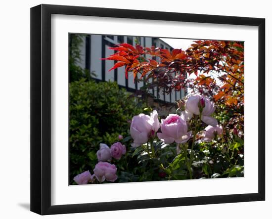 Roses-Charles Bowman-Framed Photographic Print