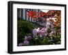 Roses-Charles Bowman-Framed Photographic Print