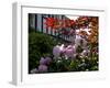 Roses-Charles Bowman-Framed Photographic Print