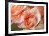 roses-Heidi Westum-Framed Photographic Print