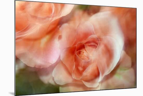 roses-Heidi Westum-Mounted Photographic Print