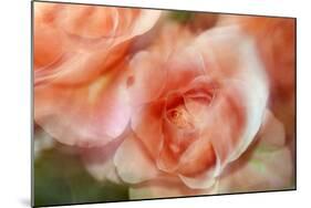 roses-Heidi Westum-Mounted Photographic Print
