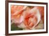 roses-Heidi Westum-Framed Photographic Print