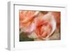 roses-Heidi Westum-Framed Photographic Print