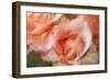 roses-Heidi Westum-Framed Photographic Print