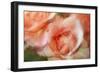 roses-Heidi Westum-Framed Photographic Print