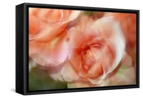 roses-Heidi Westum-Framed Stretched Canvas