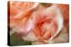 roses-Heidi Westum-Stretched Canvas