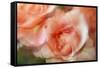 roses-Heidi Westum-Framed Stretched Canvas