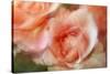 roses-Heidi Westum-Stretched Canvas