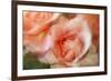 roses-Heidi Westum-Framed Photographic Print