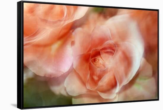 roses-Heidi Westum-Framed Stretched Canvas