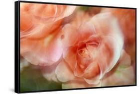 roses-Heidi Westum-Framed Stretched Canvas