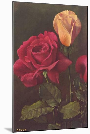 Roses-null-Mounted Art Print