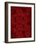 Roses-Rabi Khan-Framed Art Print