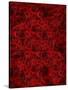 Roses-Rabi Khan-Stretched Canvas