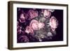 Roses-Philippe Sainte-Laudy-Framed Photographic Print