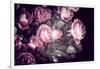 Roses-Philippe Sainte-Laudy-Framed Photographic Print