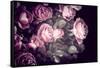 Roses-Philippe Sainte-Laudy-Framed Stretched Canvas