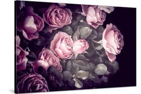 Roses-Philippe Sainte-Laudy-Stretched Canvas