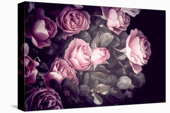 Roses-Philippe Sainte-Laudy-Stretched Canvas