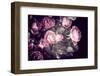 Roses-Philippe Sainte-Laudy-Framed Photographic Print