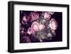 Roses-Philippe Sainte-Laudy-Framed Photographic Print