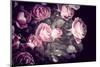 Roses-Philippe Sainte-Laudy-Mounted Photographic Print