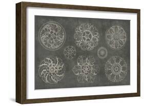 Rosette IX Gray-Wild Apple Portfolio-Framed Art Print