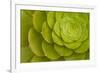 Rosette of Aeonium leaves (photo)-null-Framed Photographic Print