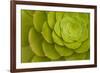 Rosette of Aeonium leaves (photo)-null-Framed Photographic Print