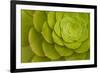 Rosette of Aeonium leaves (photo)-null-Framed Photographic Print