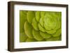 Rosette of Aeonium leaves (photo)-null-Framed Photographic Print