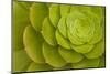 Rosette of Aeonium leaves (photo)-null-Mounted Photographic Print