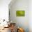 Rosette of Aeonium leaves (photo)-null-Stretched Canvas displayed on a wall
