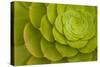 Rosette of Aeonium leaves (photo)-null-Stretched Canvas