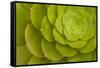 Rosette of Aeonium leaves (photo)-null-Framed Stretched Canvas