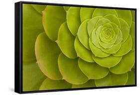 Rosette of Aeonium leaves (photo)-null-Framed Stretched Canvas