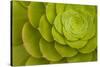 Rosette of Aeonium leaves (photo)-null-Stretched Canvas