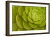 Rosette of Aeonium leaves (photo)-null-Framed Photographic Print